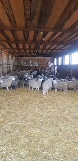 Овцы,бараны - фотография № 1