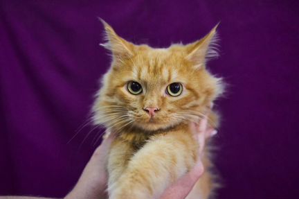 Кэкс ищет дом